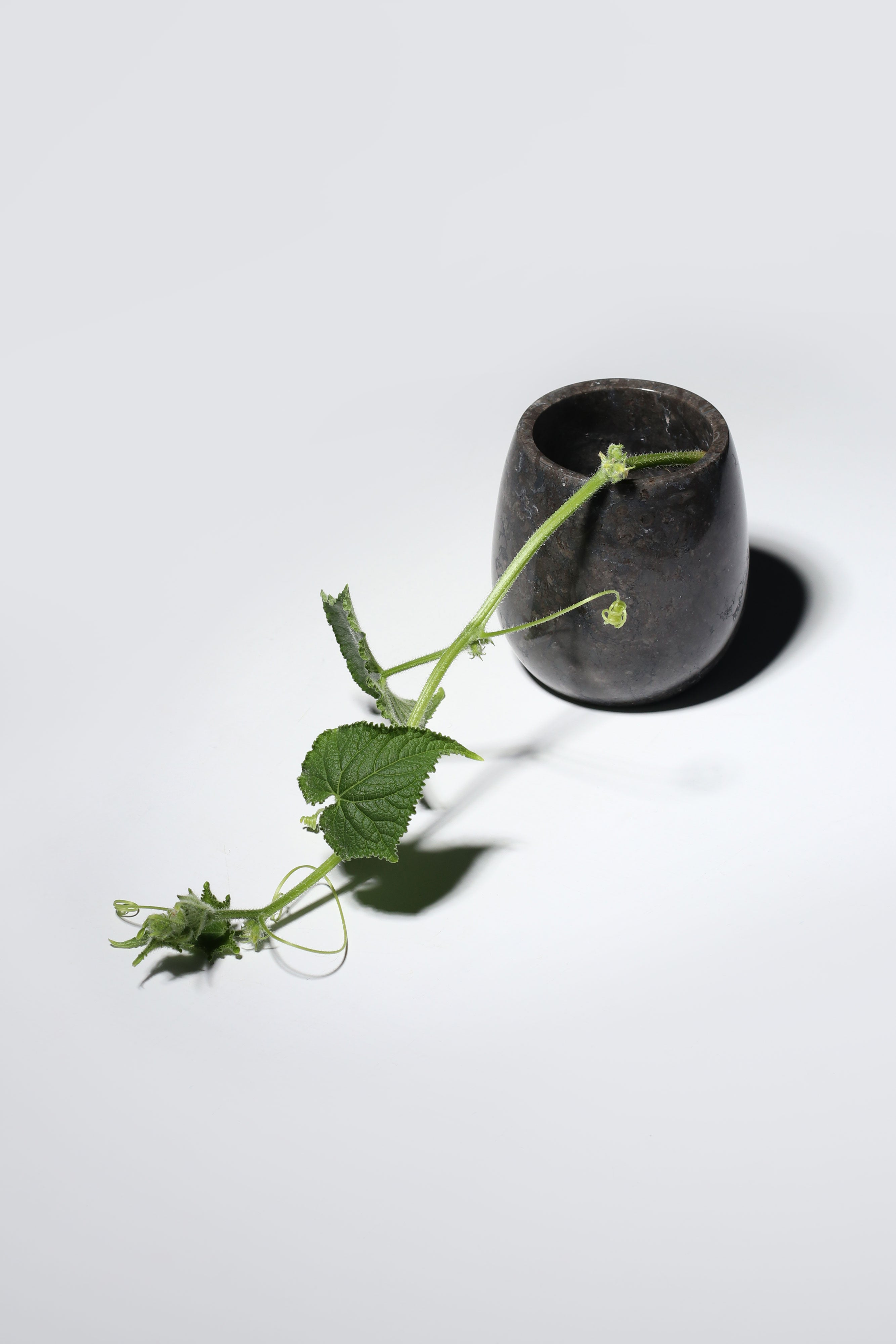 Ecru Jar - Black Marble