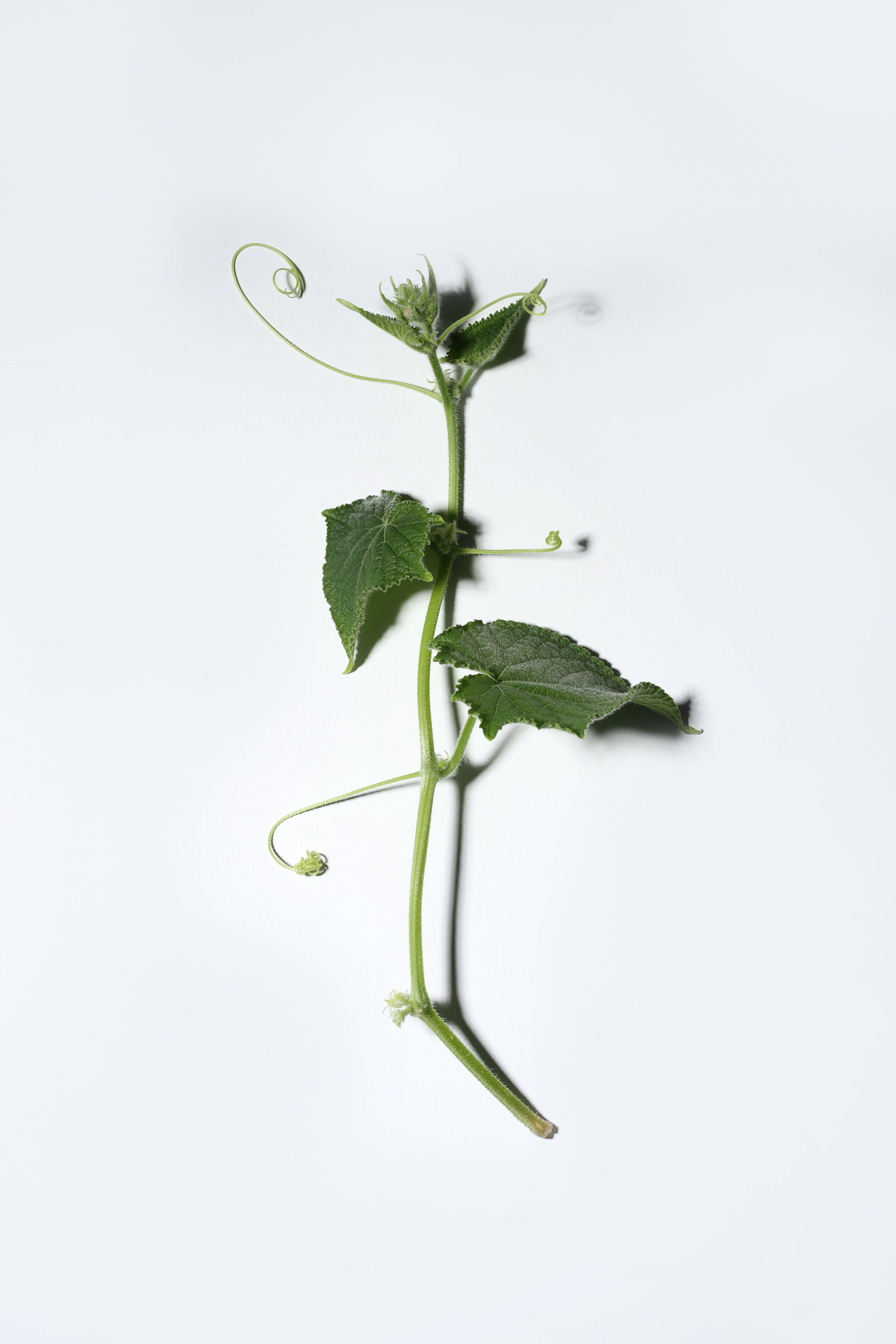 Multi-Spray: Blues | 10ml