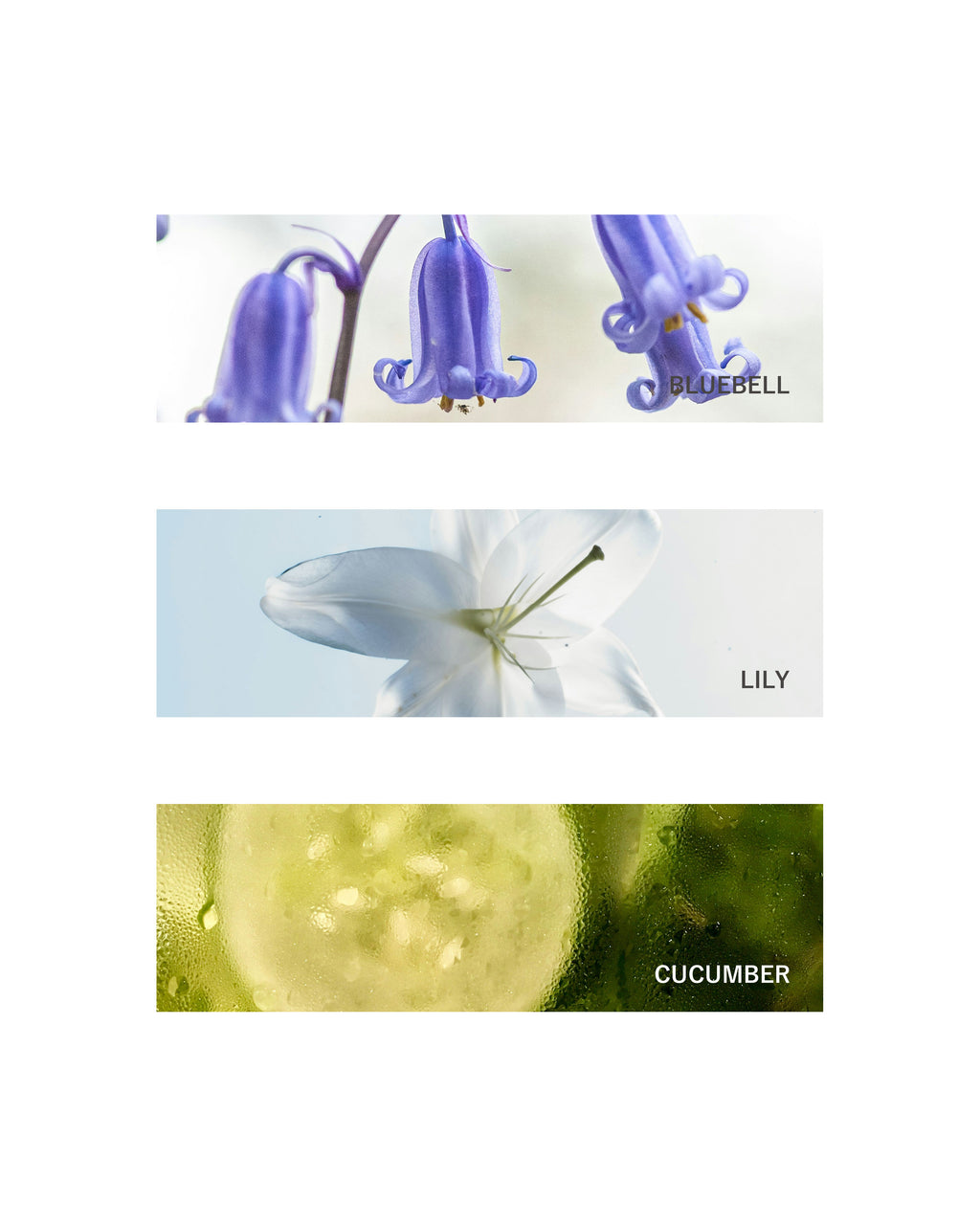 マルチスプレー: The Botanist | 10ml