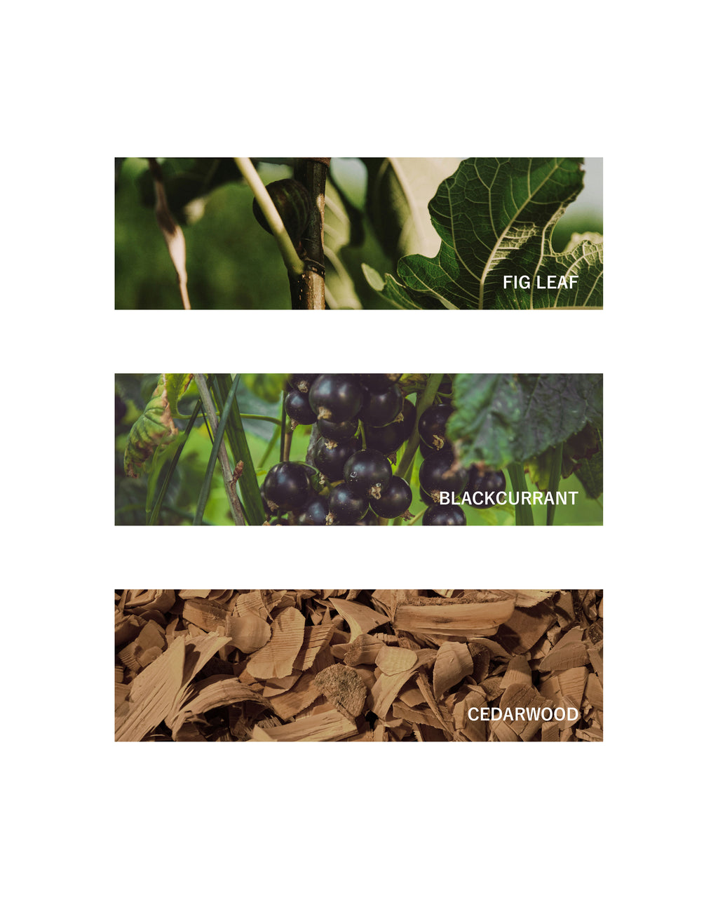 Fragrance Oil: Figue