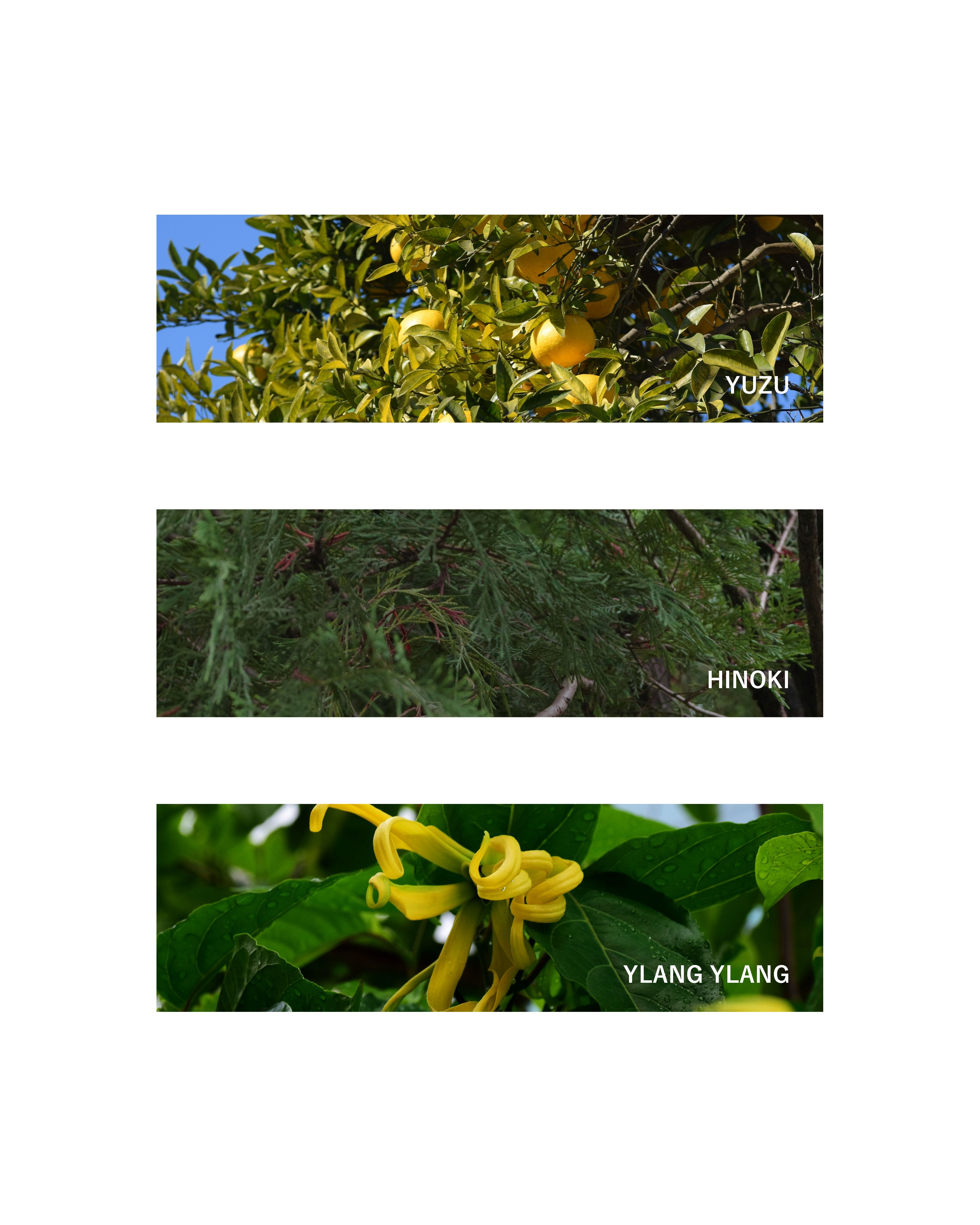 Multi-Spray: One Summer Day | 10ml