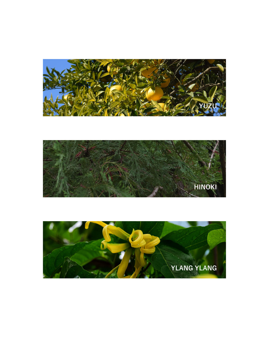 Multi-Spray: One Summer Day | 80ml